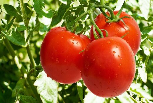 صادرات گوجه فرنگی ارتباطی به گرانی ندارد