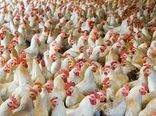 فعالیت 27 زنجیره تولید گوشت مرغ در کشور/ سهم 50 درصدی شرکت‌های زنجیره‌ای در صادرات مرغ