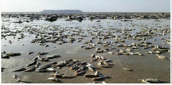 هامون دوباره داغدار شد