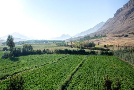 سالیانه ۲۷۰ هزار تن محصولات زراعی در اردستان تولید می‌شود 