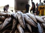 محصولات آبزی ایران با برجام به آمریکا رسید/ تمایل اروپا به بازار شیلات ایران