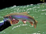انتقال تجارب تولید ماهی قزل‌آلا از فرانسه به ایران، در 19 تیرماه/ تولید 460 هزار تن آبزی در سال جاری