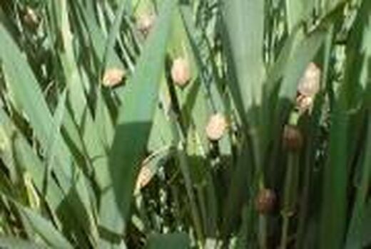 مبارزه با سن مادر در بیش از ۶۷۰۰ هکتار از مزارع غلات شهرستان بوئین زهرا انجام شده است