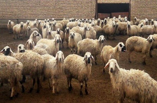 افزایش640 درصدی فضای ذخیره سازی نهاده ها و فرآورده های دامی در استان کرمان