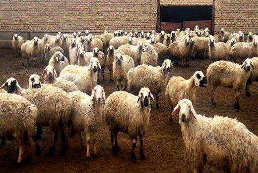 افزایش640 درصدی فضای ذخیره سازی نهاده ها و فرآورده های دامی در استان کرمان