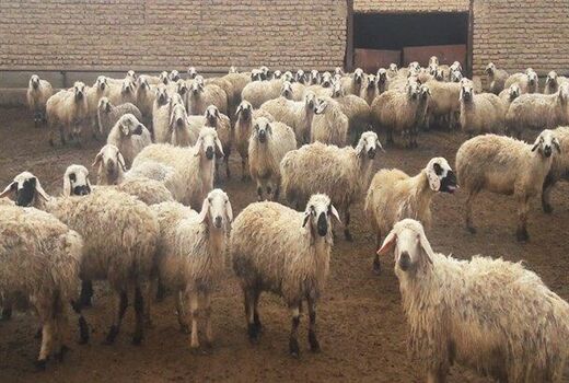 افزایش640 درصدی فضای ذخیره سازی نهاده ها و فرآورده های دامی در استان کرمان