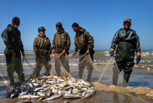 بیش از سه هزار نفر در صنعت پرورش آبزیان آذربایجان غربی اشتغال دارند