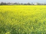 خرید کلزا از کشاورزان گلستانی از مرز ۴۹ هزار تن‌ گذشت
