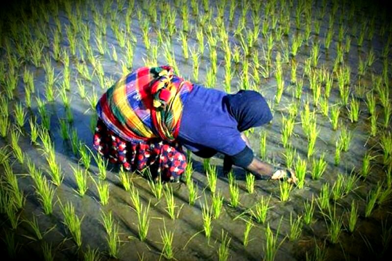 چشم‌انداز کلان وضعیت زنان روستایی و عشایری/ تلاش 7200 تسهیلگر زن روستایی و عشایری برای نهادسازی و توسعه اشتغال/ برهم خوردن نظام جنسیتی در روستا