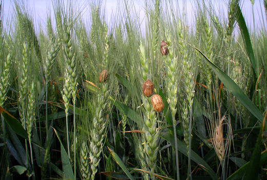 سن‌زدایی از  25 هزار هکتار گندم استان زنجان