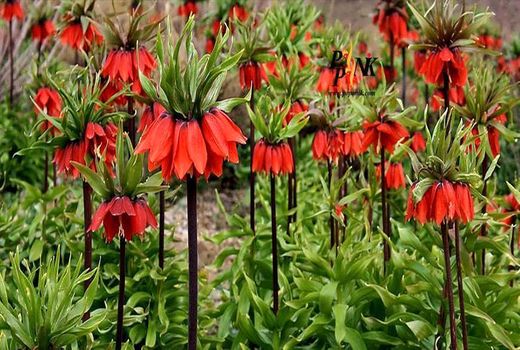 2000 گونه گیاهی ایران در معرض خطر انقراض هستند