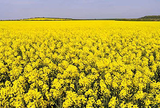 برداشت بیش از 2000 تن دانه روغنی کلزا از مزارع استان کرمان 