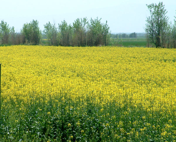برنامه ریزی کشت کلزا در مزارع کشاورزی شهرستان آبیک انجام شد