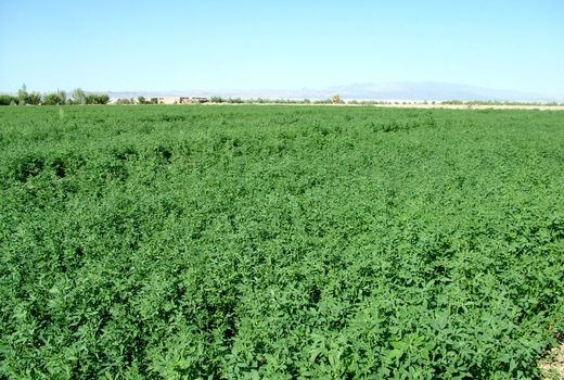 شبدر برسیم در سطح 2 هزار هکتار در سیستان و بلوچستان کشت شد