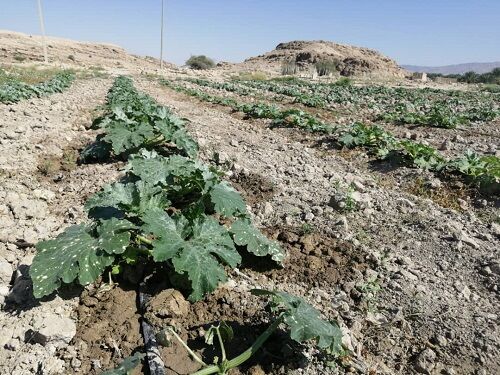 کاشت کدو در فراشبند آغاز شده است  
