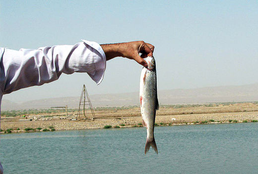 تولید 1300 تن ماهی در استخر ذخیره آب کشاورزی فارس