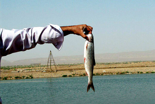 تولید 1300 تن ماهی در استخر ذخیره آب کشاورزی فارس