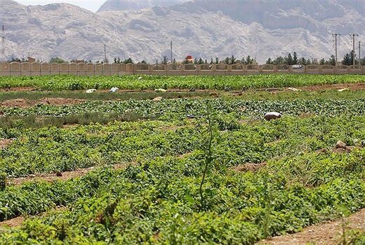 ۱۳ درصد از اراضی استان بوشهر، کشاورزی است