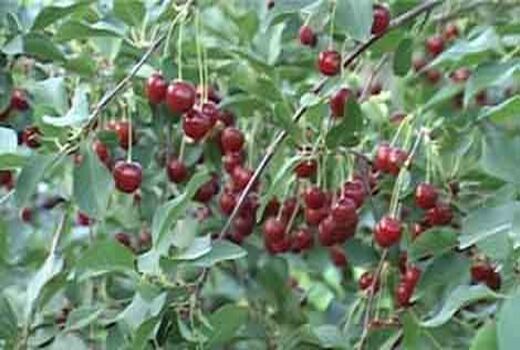 آغاز برداشت آلبالو از ۲۵ هکتار باغ‌های بارور شهرستان گلپایگان
