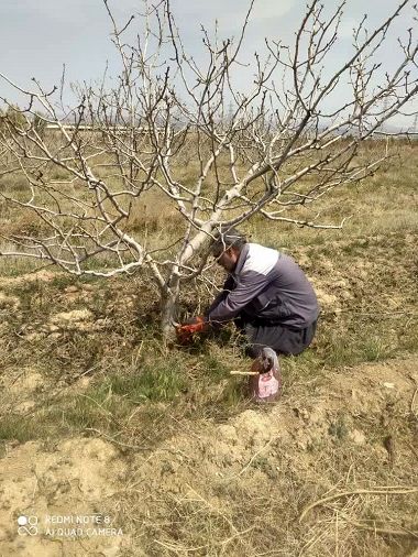 اشتغال جدید در بخش کشاورزی ارسنجان
