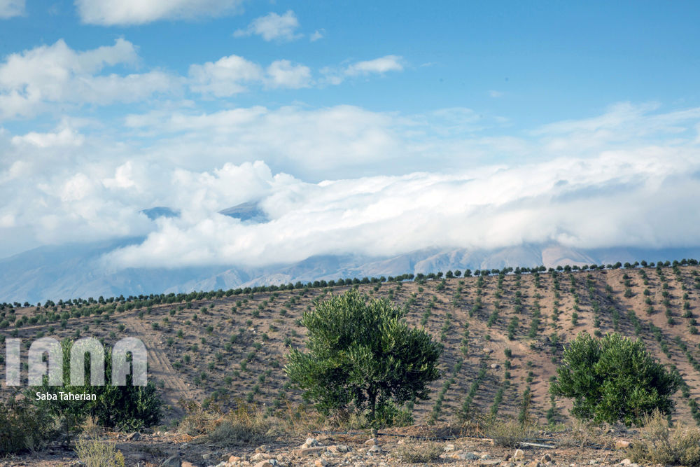  باغ بزرگ زیتون‌کشور در منجیل
