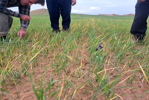 بررسی خسارات سرمازدگی در مزارع گندم شادیان شهرستان چاراویماق
