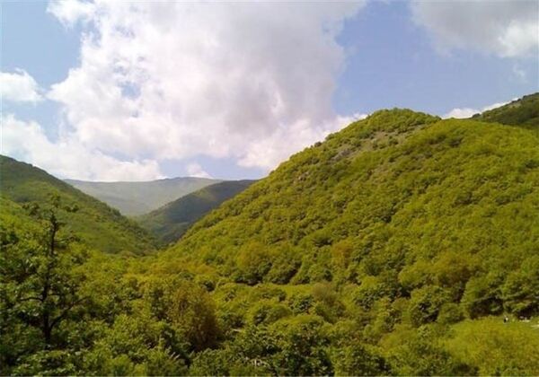 نقش جنگل در جلوگیری از فرسایش خاک و مدیریت منابع آب