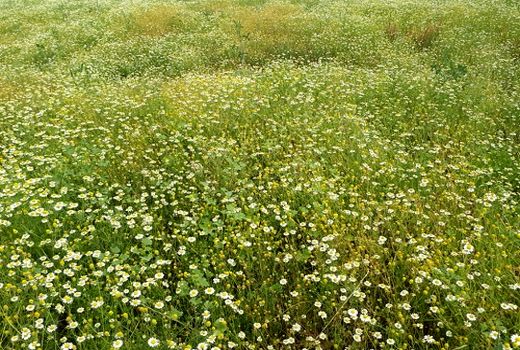 آغاز برداشت گیاه دارویی بابونه در کازرون 