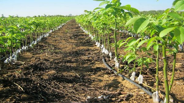 ۵۰۰ هزار اصله نهال شناسهدار در استان قزوین تولید شد