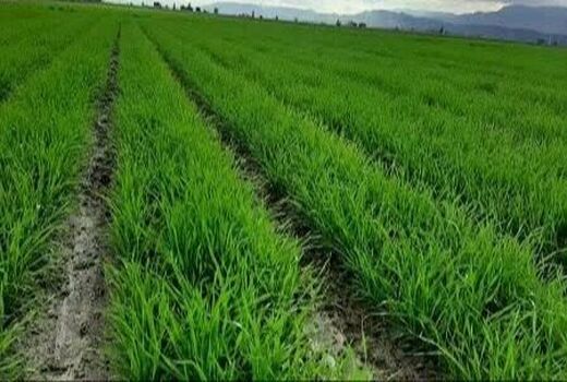 کشت گندم در بیضا به 11 هزار هکتار رسید