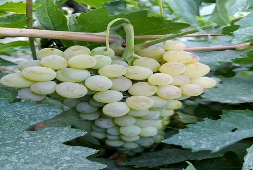 کاهش 70 درصدی تولید انگور در بوانات