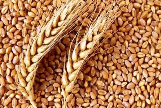 توزیع بذر گندم در بوشهر/ چشمان کشاورزان به آسمان است 