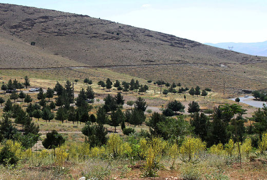 گسترش ۳۰ درصدی اراضی جنگلی قزوین 