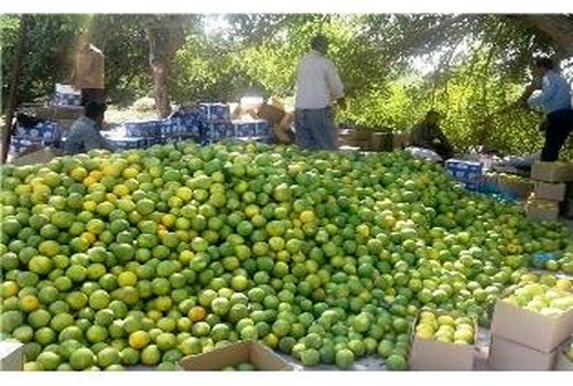 تولید 120 هزار تن مرکبات در جویبار/ تولید 10 رقم تجاری مرکبات