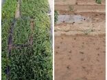 توزیع 7 هزار  نشای آویشن باغی بین زنان روستایی شهرستان فردوس