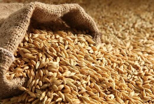 توزیع بیش از 22 هزار تن بذر اصلاح شده گندم و جو در آذربایجان غربی