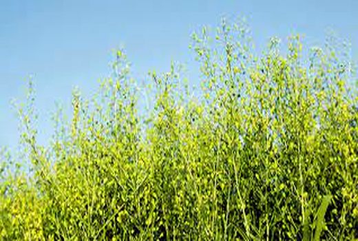 برداشت کاملینا در شیروان آغاز شد 