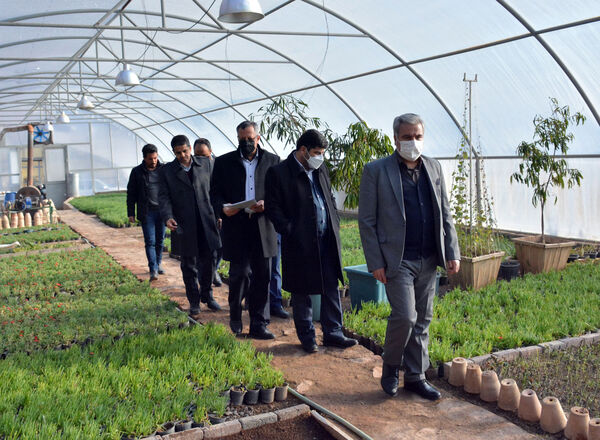 تولید گل‌های مقاوم به شرایط کوهستانی در تبریز