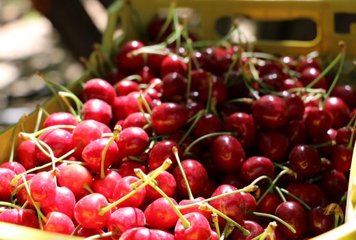 برداشت گیلاس