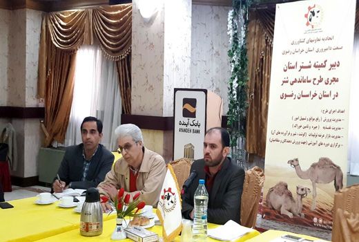 تاسیس تعاونی شترداران خراسان رضوی در آینده ای نزدیک