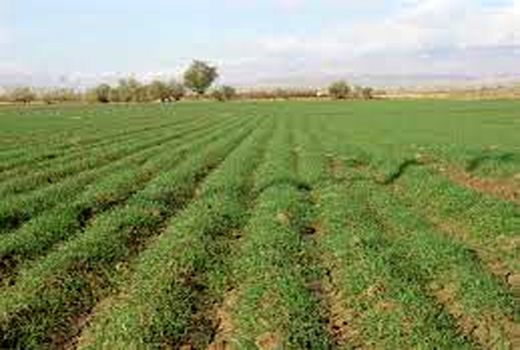 لزوم بکارگیری پتاسیم و سامانه های آبگیر برای تغذیه محصولات در سطوح کشاورزی