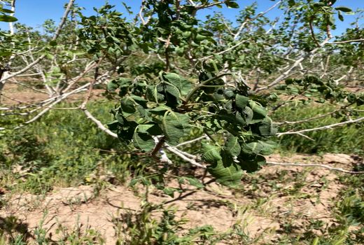 افت دما و سرمای بهاره به محصولات کشاورزی شهرستان بافت به ویژه بخش باغی خسارت وارد کرد