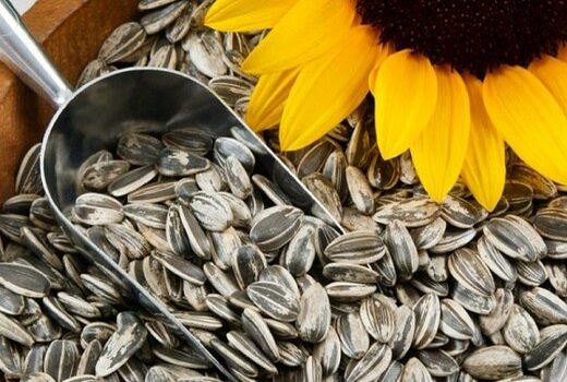 برداشت بیش از 58 هزار تن آفتابگردان آجیلی و روغنی از مزارع آذربایجان غربی