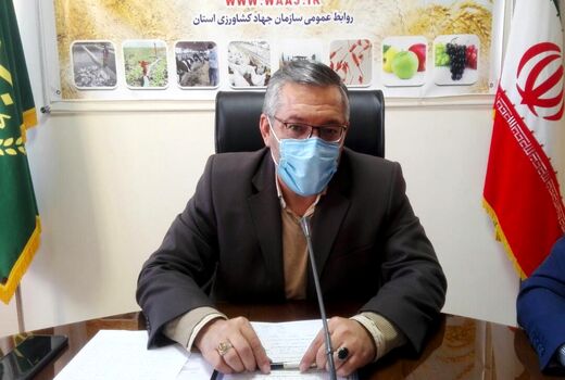 بیش از ۳۷۸ هزار هکتار از مزارع آذربایجان غربی زیر کشت گندم رفت