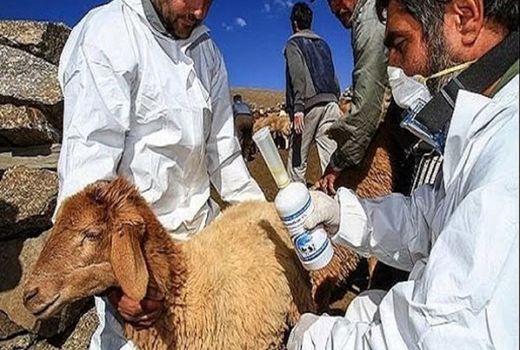 تولید ۹۵ درصد واکسن‌های دامی در کشور