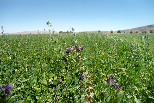 پایان برداشت یونجه در ارسنجان 