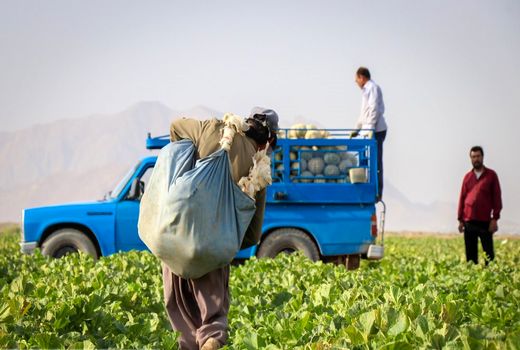 ۶ هزار هکتار از اراضی اصفهان زیرکشت گرمک، طالبی و خربزه