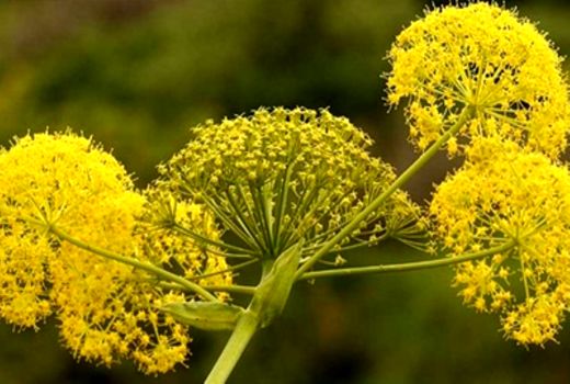 احیا رویشگاه‌های باریجه در خراسان شمالی 