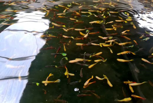 هشدار شیلات آذربایجان شرقی در پی موج گرمای مردادماه/آبزی‌پروران تمهیدات پیشگیرانه را جدی بگیرند