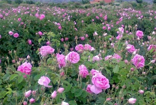ضرر ۶۰۰ میلیارد تومانی بر پیکره صنعت گلاب‌گیری کاشان